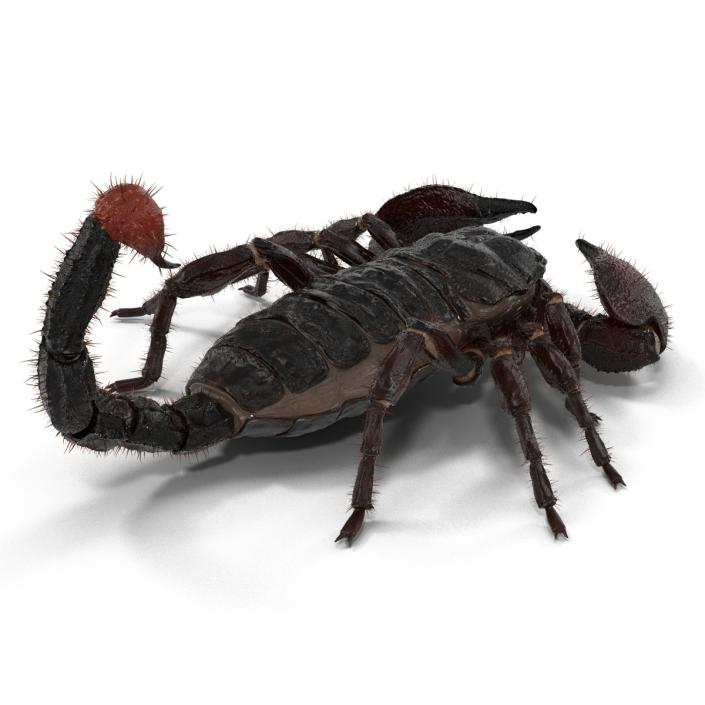 3D model Black Scorpion Pose 3 with Fur