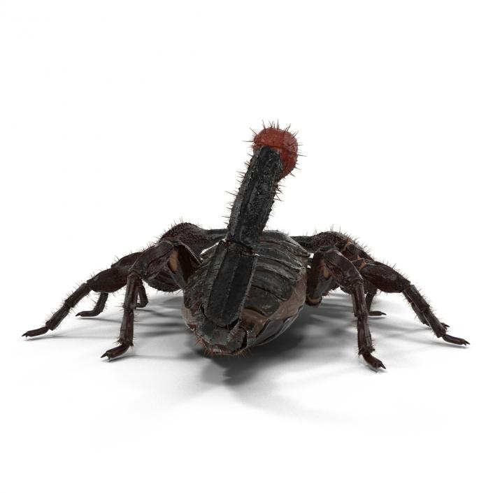 3D model Black Scorpion Pose 3 with Fur