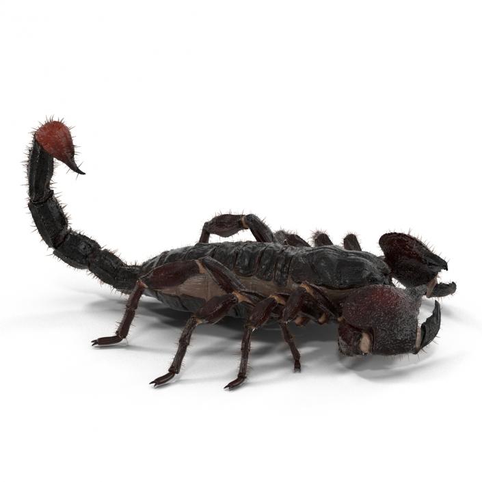 3D model Black Scorpion Pose 3 with Fur