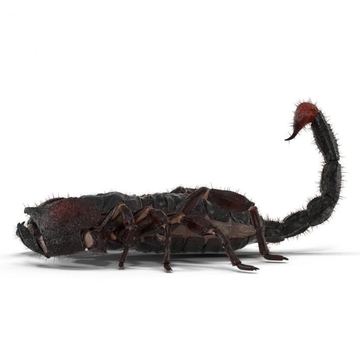 3D model Black Scorpion Pose 3 with Fur