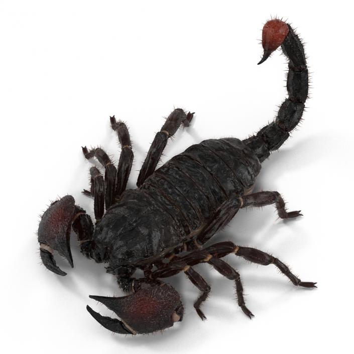 3D model Black Scorpion Pose 3 with Fur