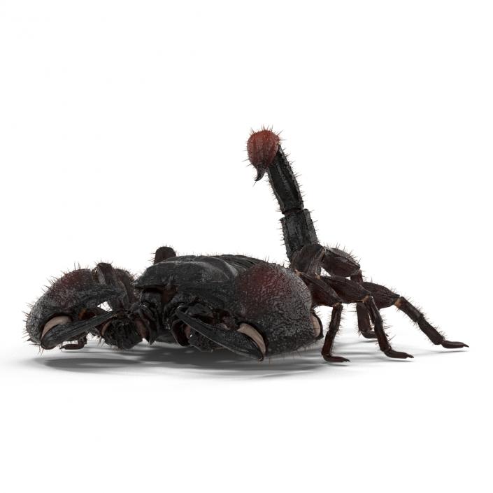 3D model Black Scorpion Pose 3 with Fur