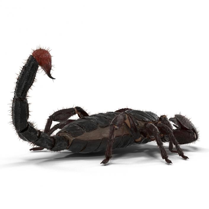 3D model Black Scorpion Pose 3 with Fur