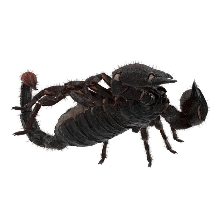 3D model Black Scorpion Pose 3 with Fur