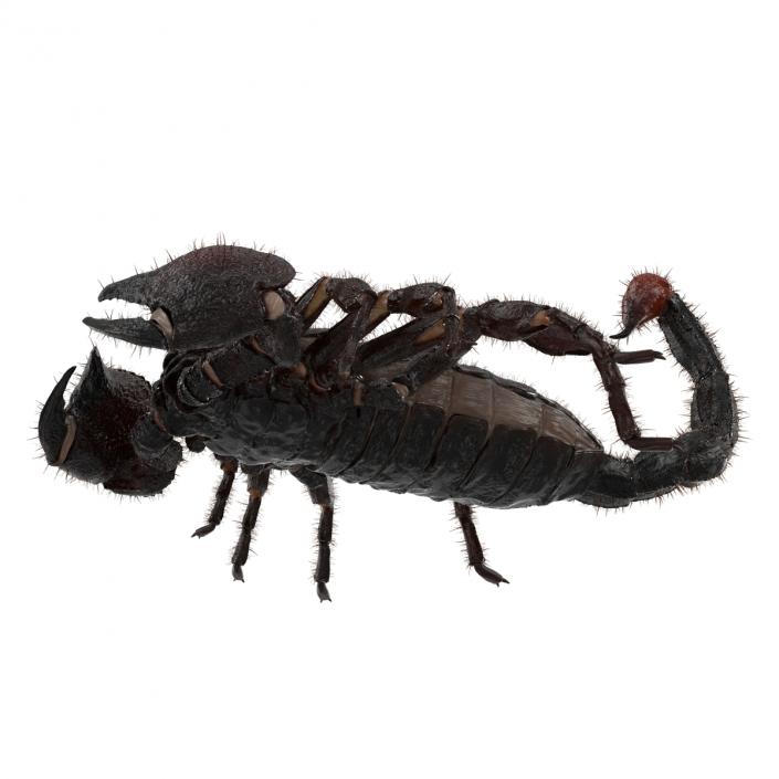 3D model Black Scorpion Pose 3 with Fur