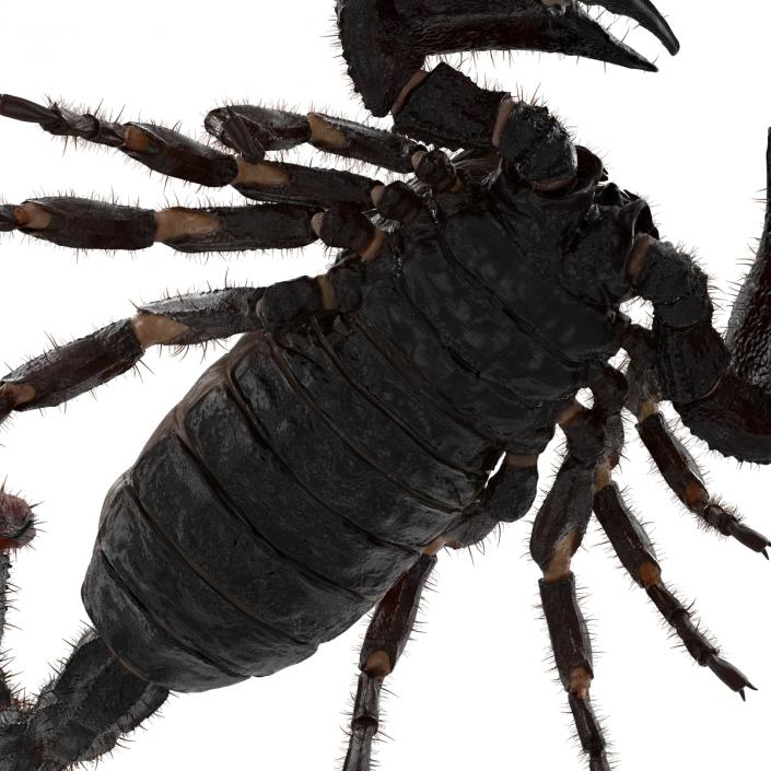 3D model Black Scorpion Pose 3 with Fur