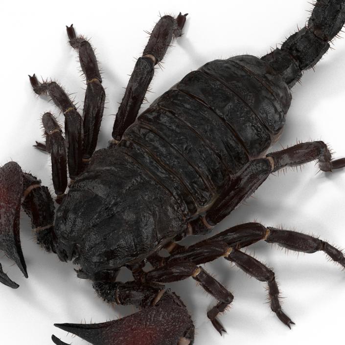 3D model Black Scorpion Pose 3 with Fur