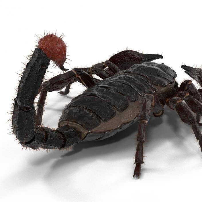 3D model Black Scorpion Pose 3 with Fur