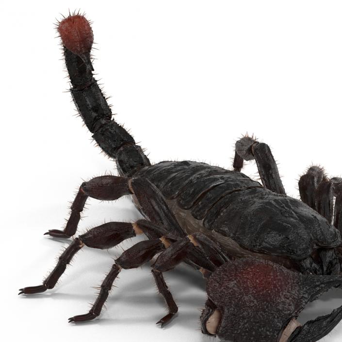 3D model Black Scorpion Pose 3 with Fur