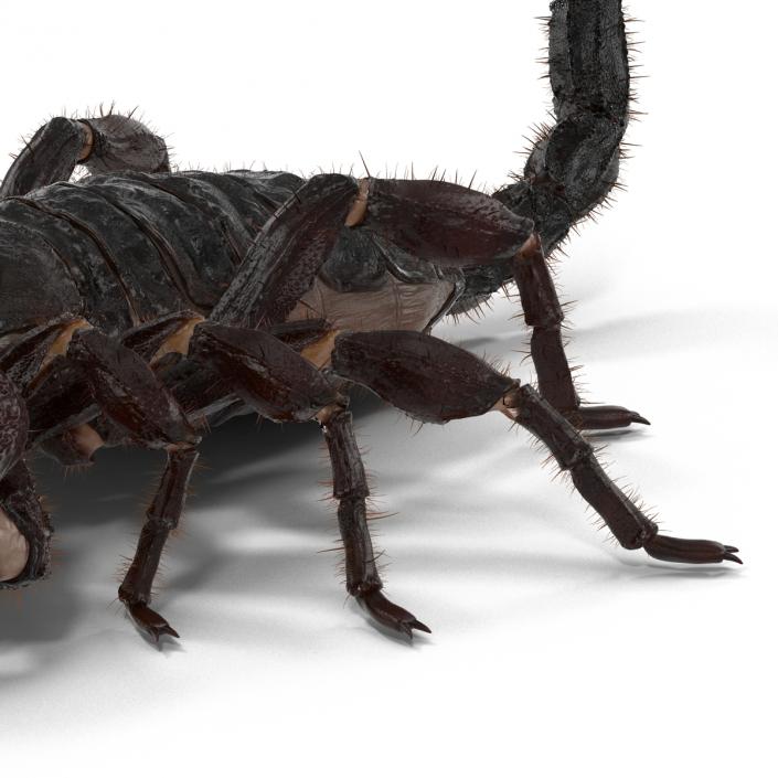 3D model Black Scorpion Pose 3 with Fur