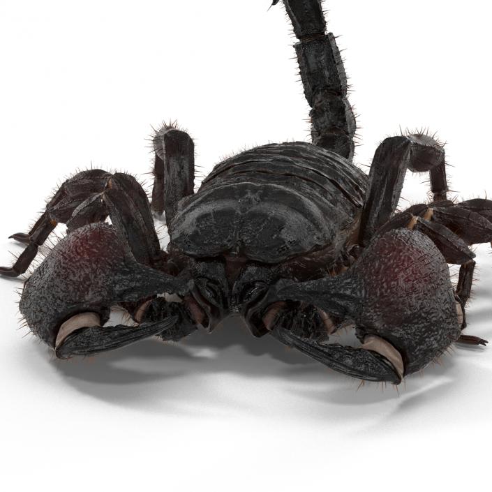 3D model Black Scorpion Pose 3 with Fur