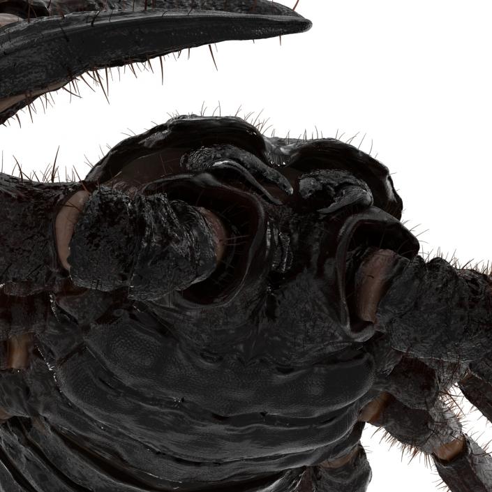 3D model Black Scorpion Pose 3 with Fur