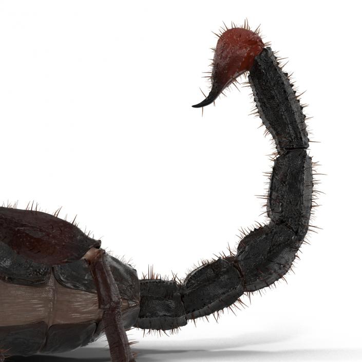 3D model Black Scorpion Pose 3 with Fur