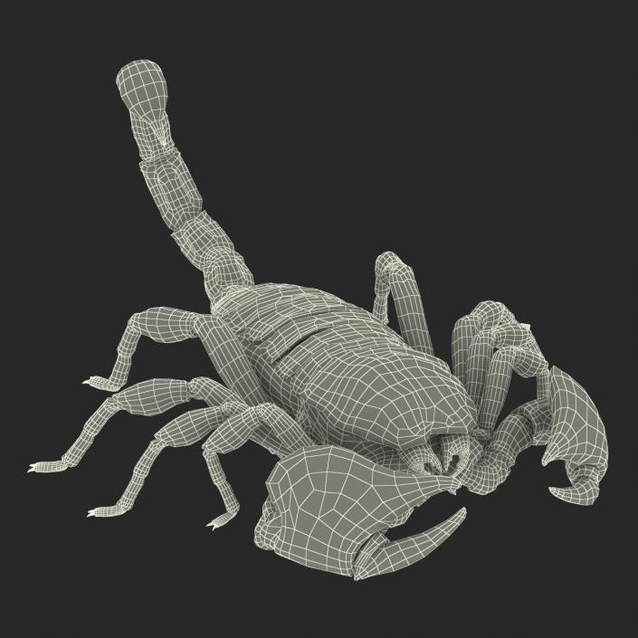 3D model Black Scorpion Pose 3 with Fur