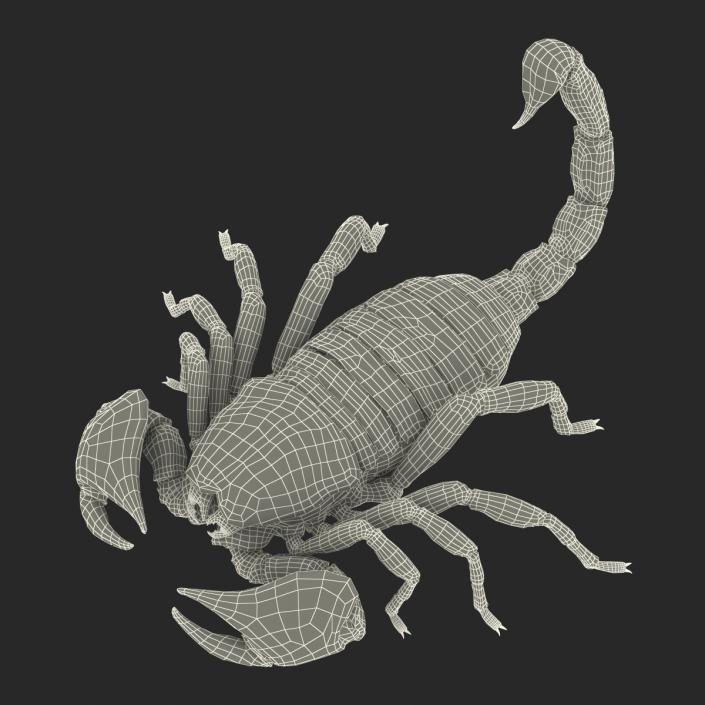 3D model Black Scorpion Pose 3 with Fur