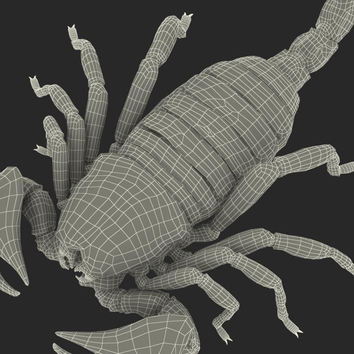 3D model Black Scorpion Pose 3 with Fur