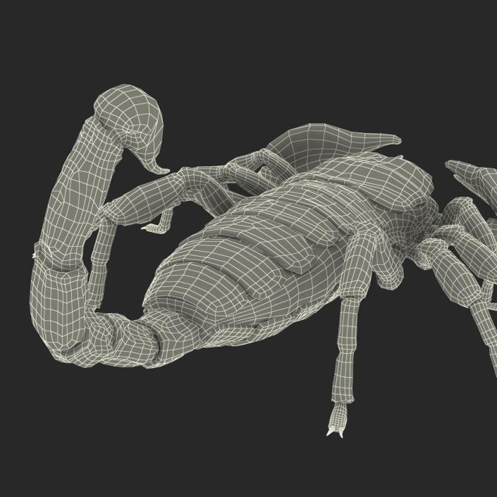 3D model Black Scorpion Pose 3 with Fur