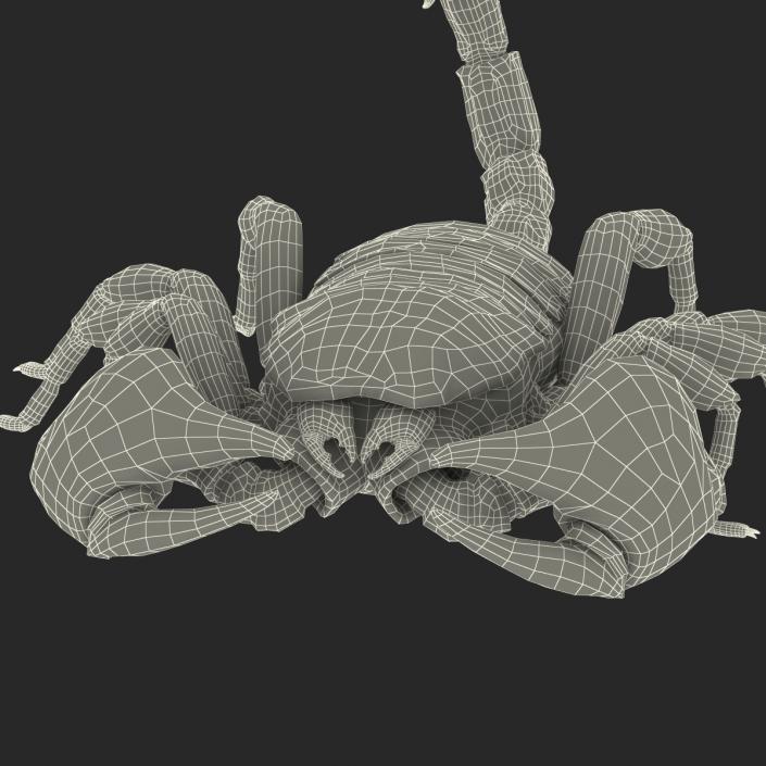 3D model Black Scorpion Pose 3 with Fur