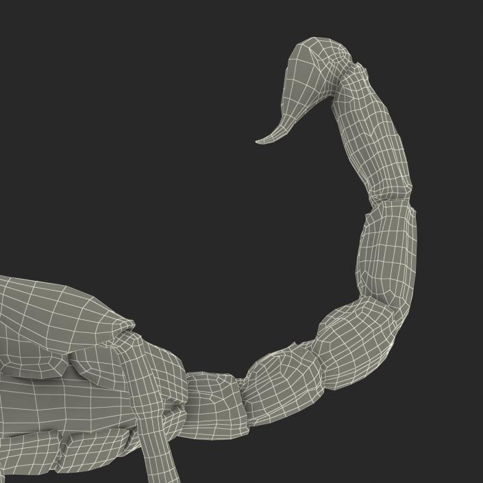 3D model Black Scorpion Pose 3 with Fur