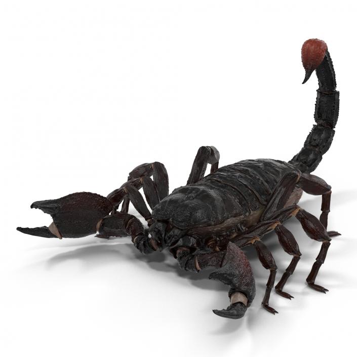 Black Scorpion 3D model