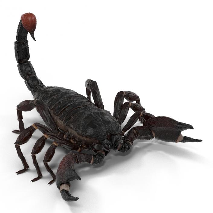 Black Scorpion 3D model