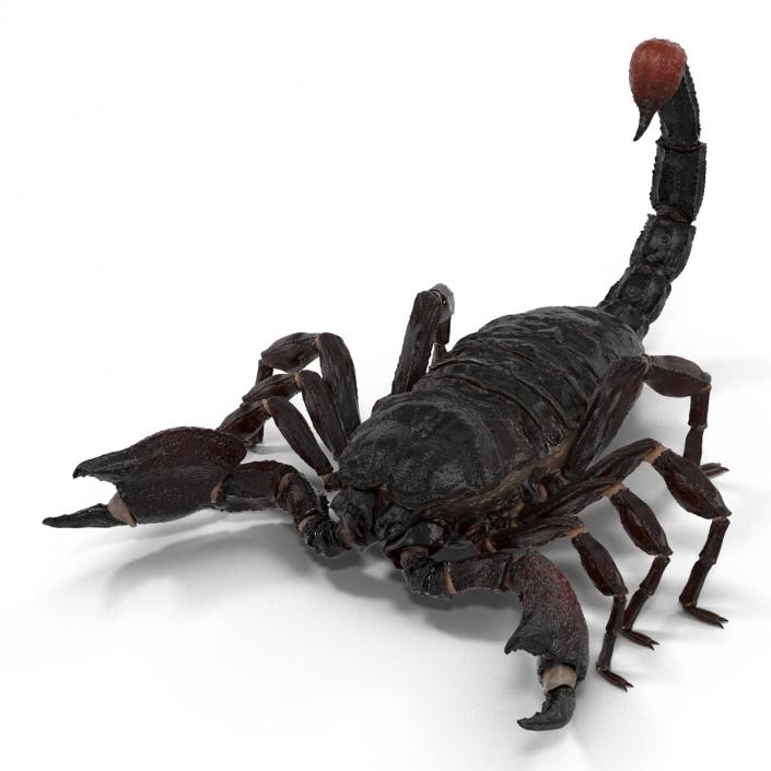 Black Scorpion 3D model