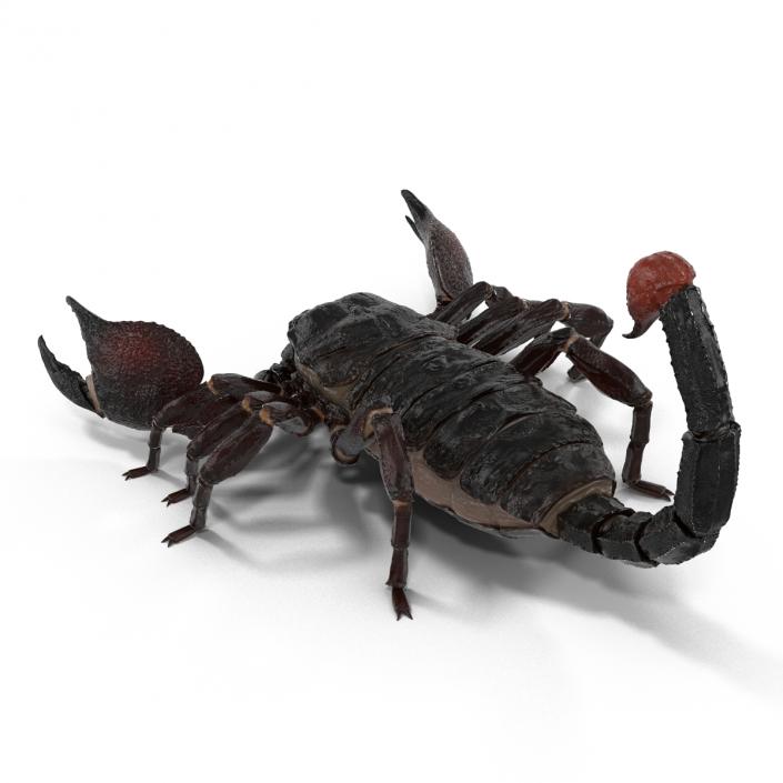 Black Scorpion 3D model