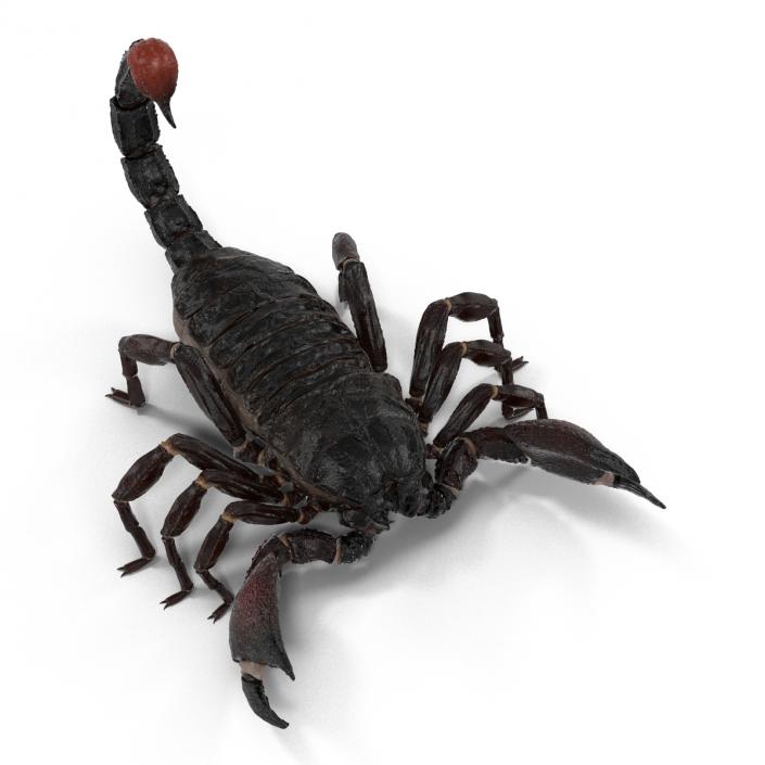 Black Scorpion 3D model