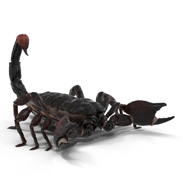 Black Scorpion 3D model