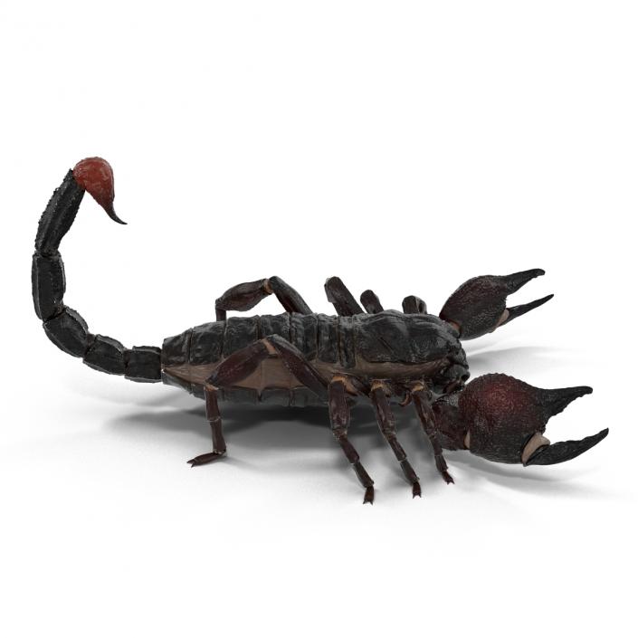 Black Scorpion 3D model