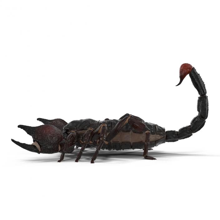 Black Scorpion 3D model