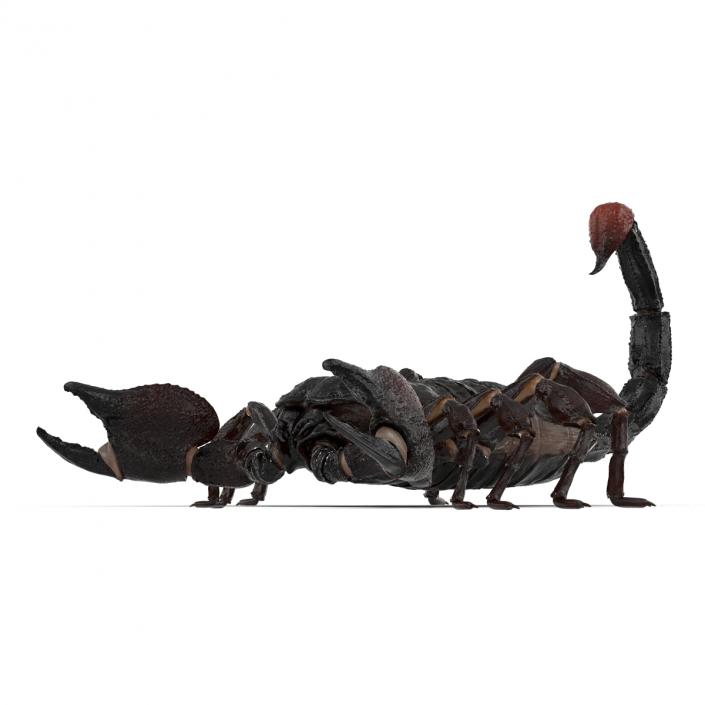 Black Scorpion 3D model