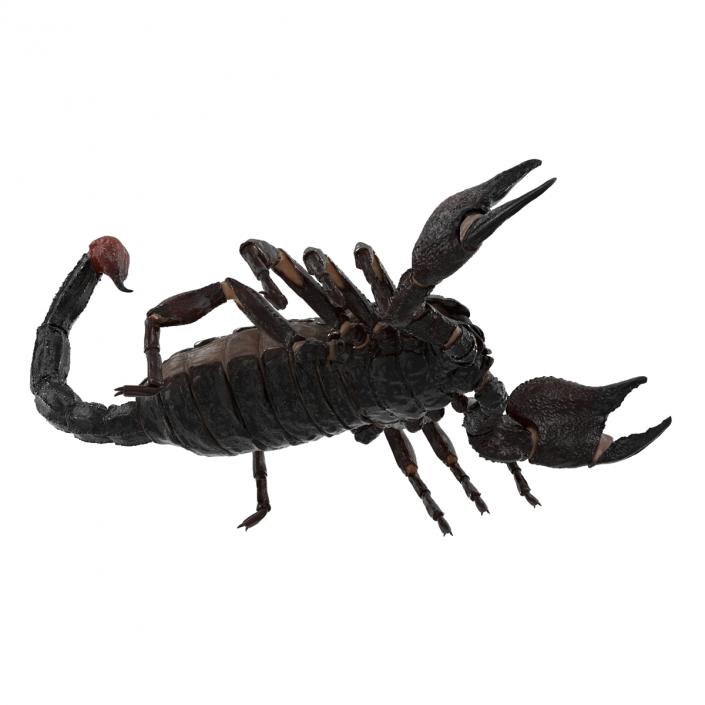 Black Scorpion 3D model