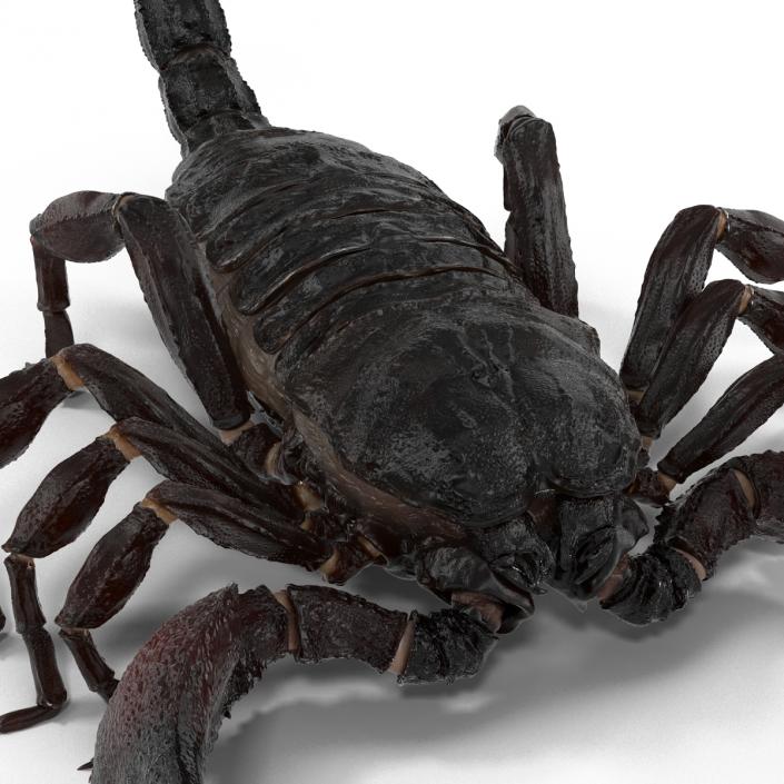 Black Scorpion 3D model