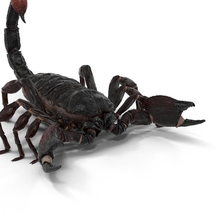 Black Scorpion 3D model