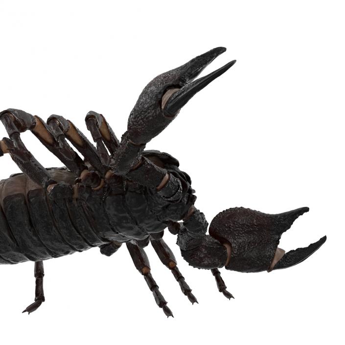 Black Scorpion 3D model