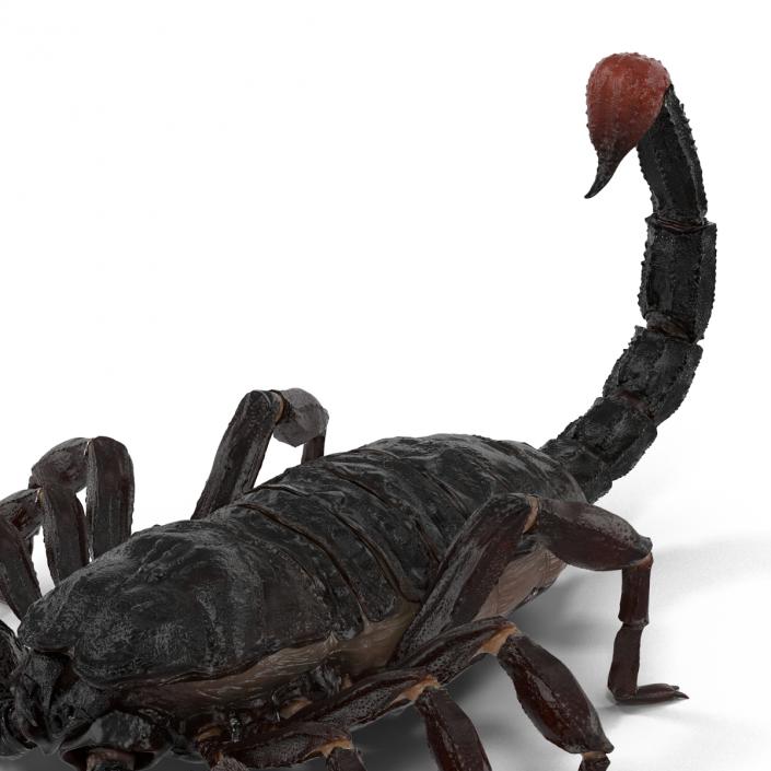 Black Scorpion 3D model