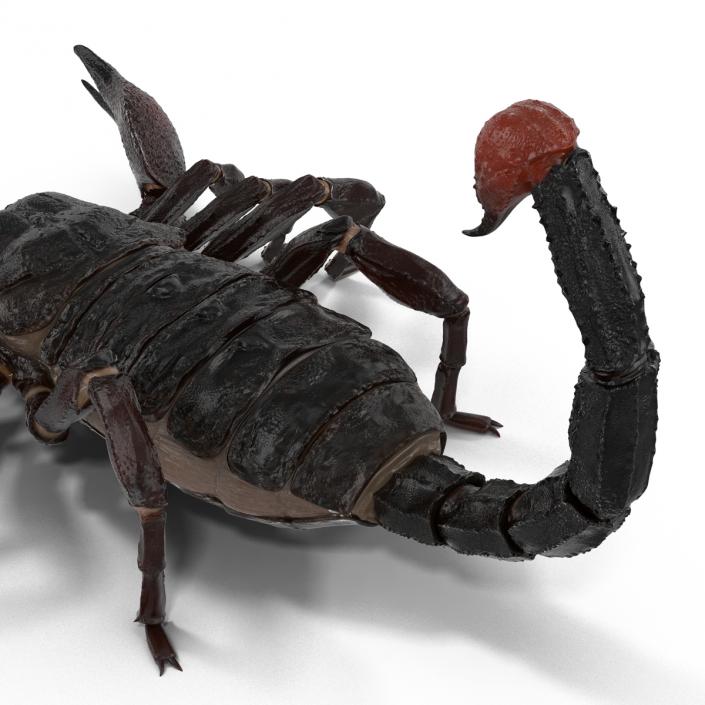 Black Scorpion 3D model