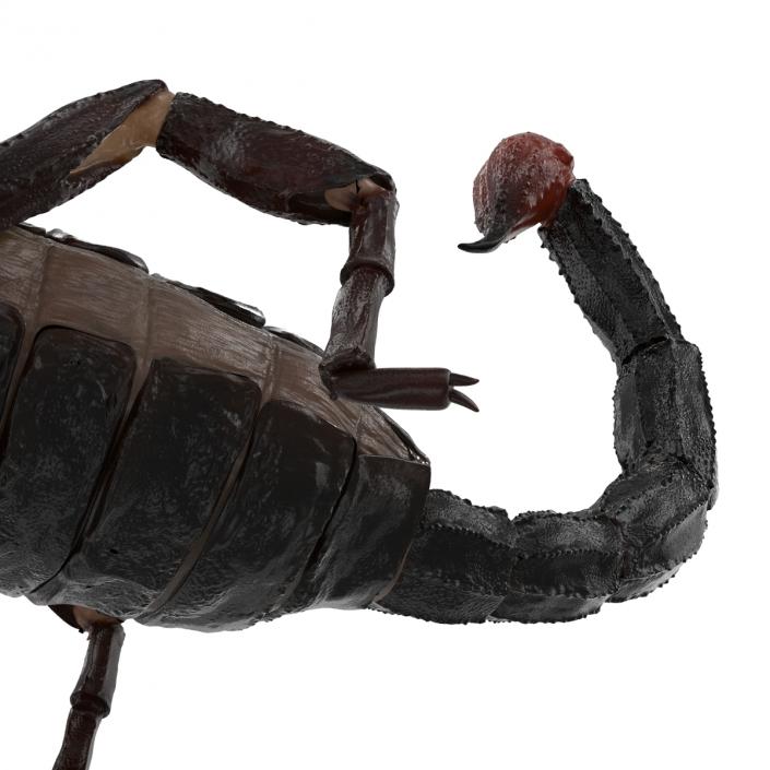 Black Scorpion 3D model