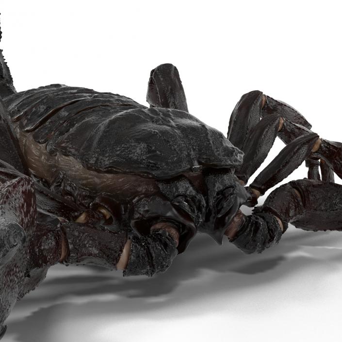 Black Scorpion 3D model