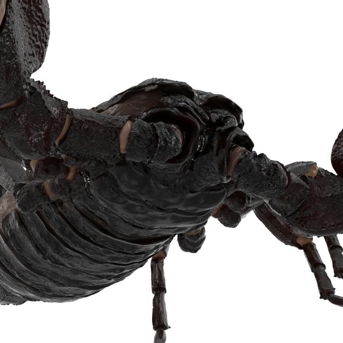 Black Scorpion 3D model