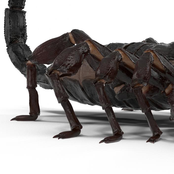 Black Scorpion 3D model