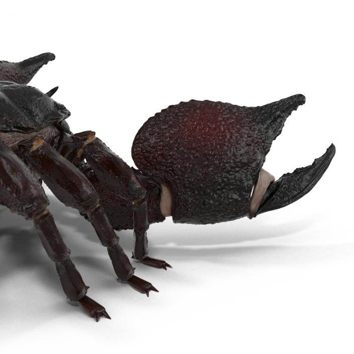 Black Scorpion 3D model