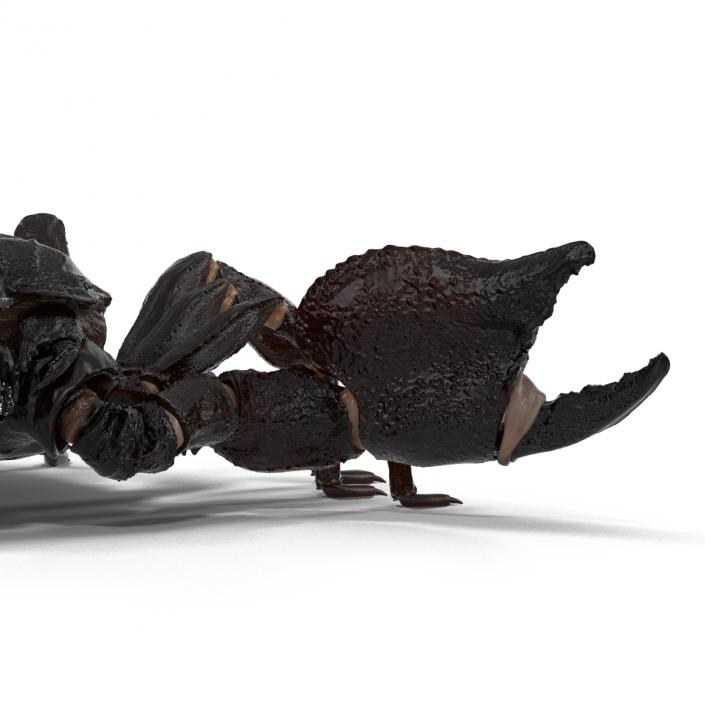 Black Scorpion 3D model