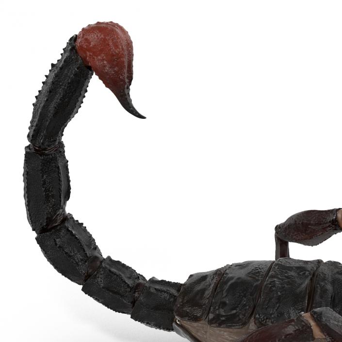 Black Scorpion 3D model