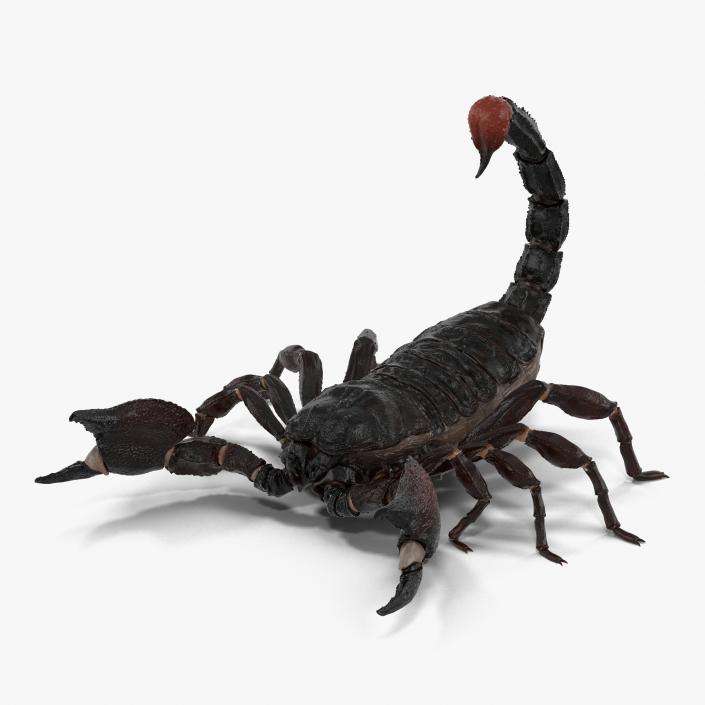 3D Black Scorpion Pose 2