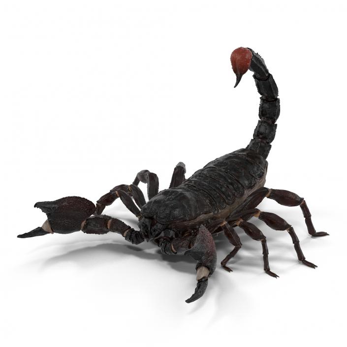 3D Black Scorpion Pose 2