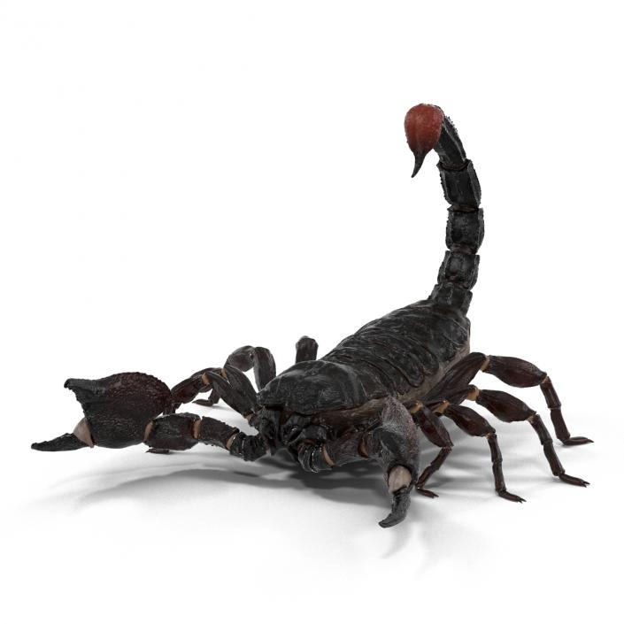 3D Black Scorpion Pose 2