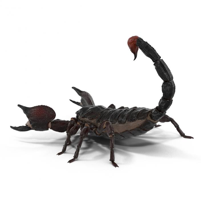 3D Black Scorpion Pose 2