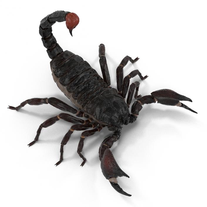 3D Black Scorpion Pose 2